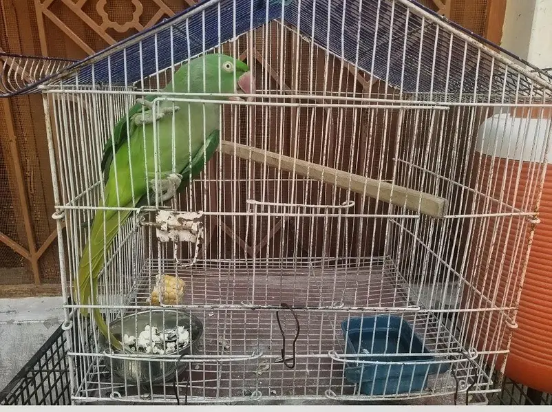 Talking And Semi tame Pahari Parrot Female with Cage — photo 4