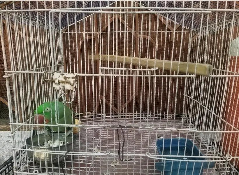 Talking And Semi tame Pahari Parrot Female with Cage — photo 5