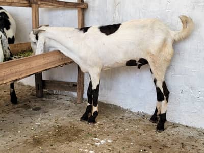 Betal Goat