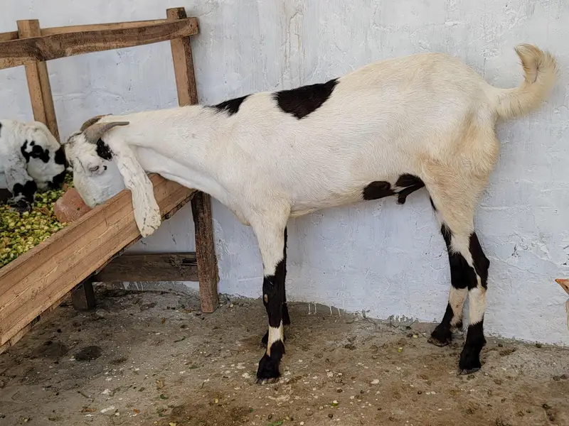 Betal Goat — photo 2