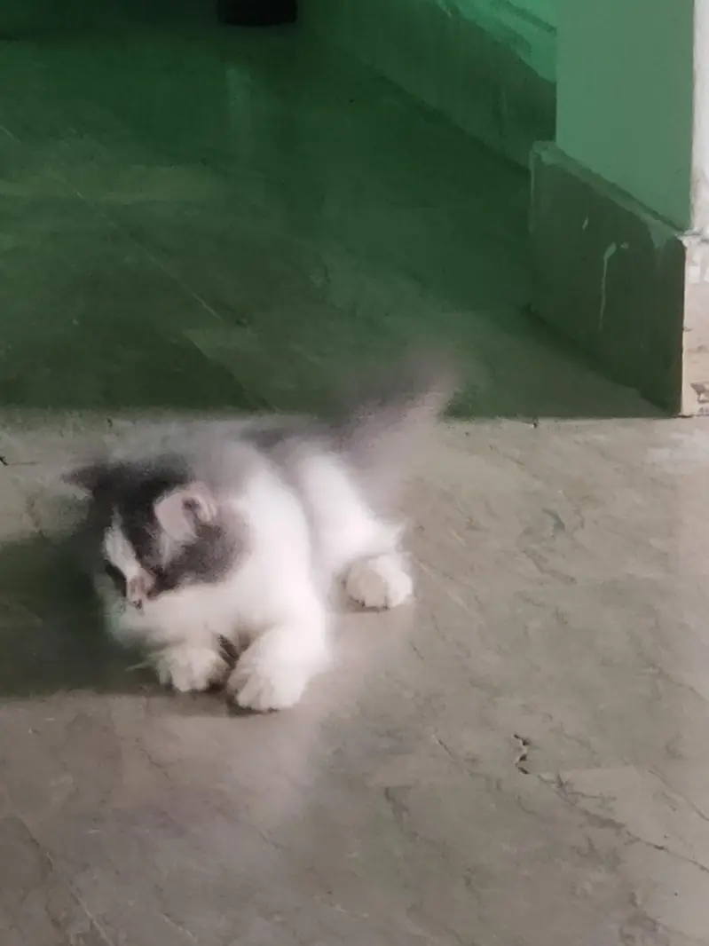 lion shape  persian cat — photo 2