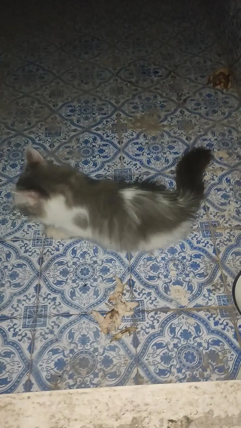 lion shape  persian cat — photo 3