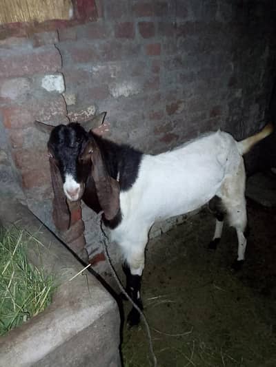 ek Bakra pora white aur dusra bakra black white aur full Jawan hai