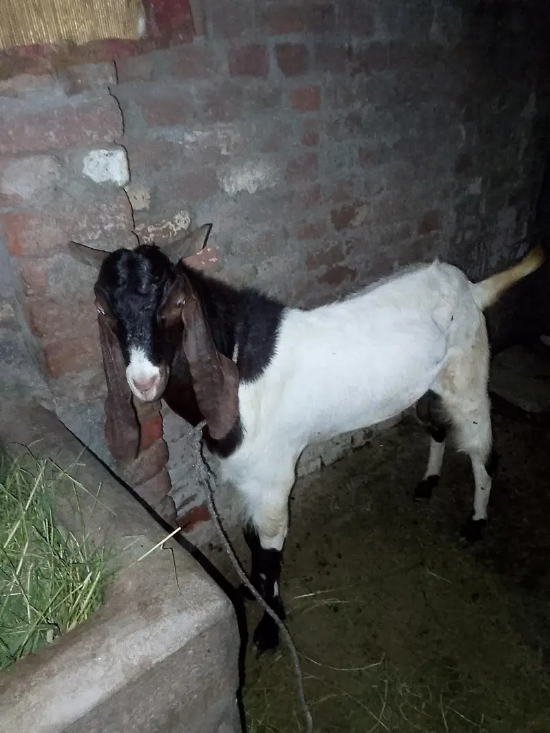 ek Bakra pora white aur dusra bakra black white aur full Jawan hai
