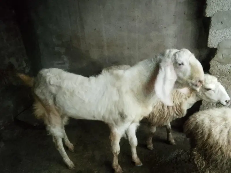ek Bakra pora white aur dusra bakra black white aur full Jawan hai — photo 2