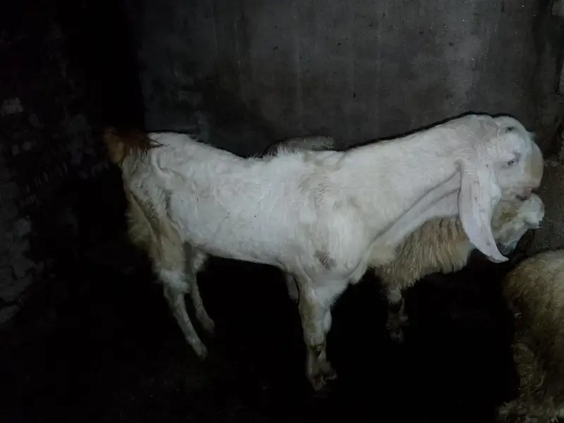 ek Bakra pora white aur dusra bakra black white aur full Jawan hai — photo 3