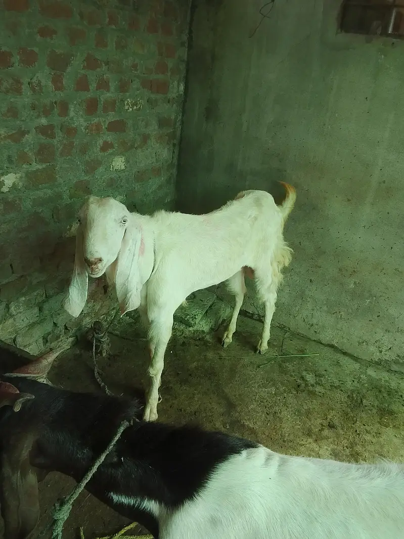 ek Bakra pora white aur dusra bakra black white aur full Jawan hai — photo 4