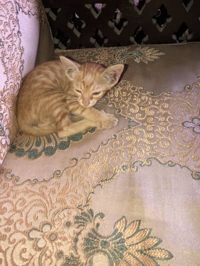 New baby born Cute female cat