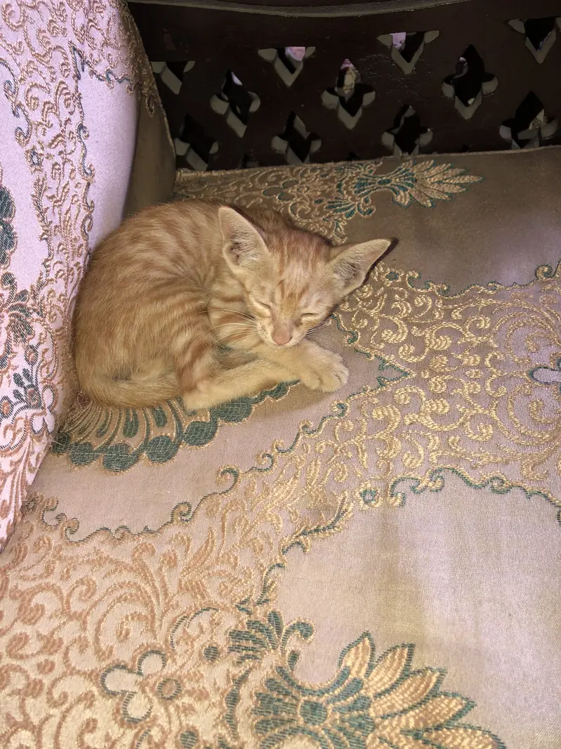 New baby born Cute female cat — photo 2
