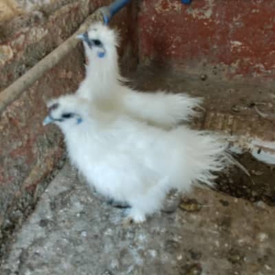 Silkie Chicks available for sale