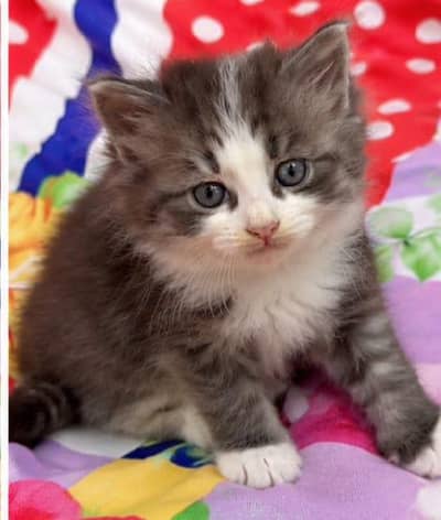 Persian triple coated litter trained kitten available