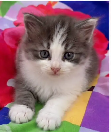 Persian triple coated litter trained kitten available — photo 2