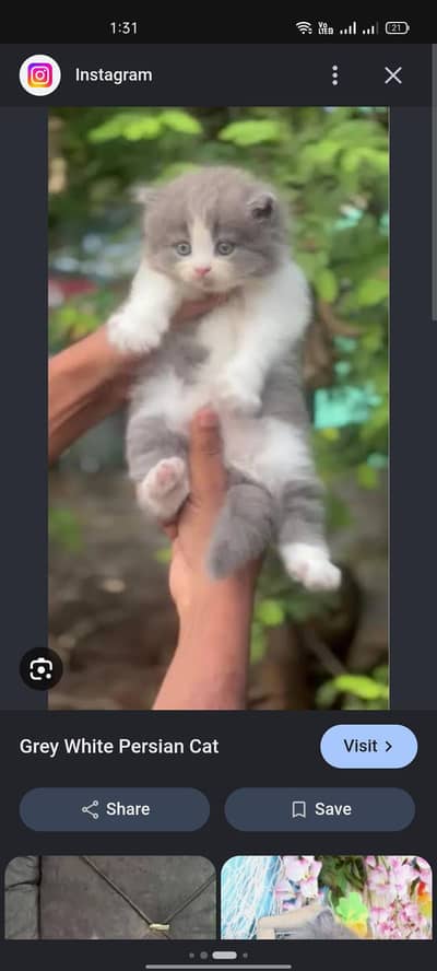 lion shape  persian cat
