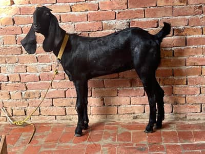 Mashallah high quality beetal female urgent for sale