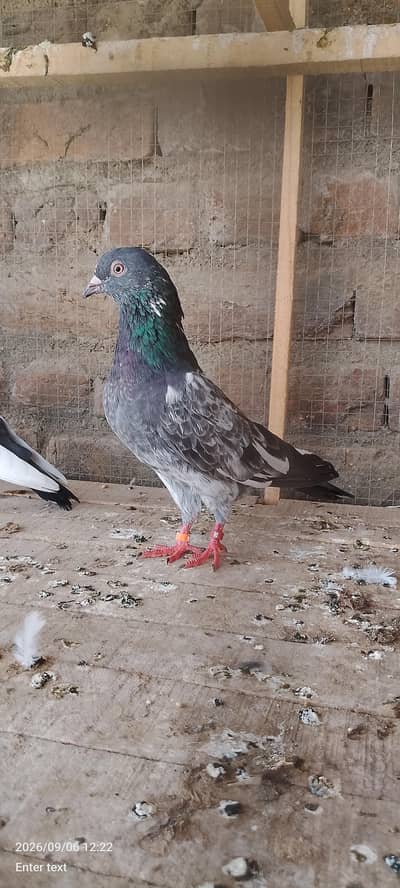 acha prvazi kabootar for sale