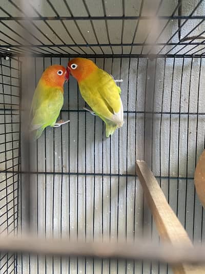 Green Opaline PF Beauty Pair