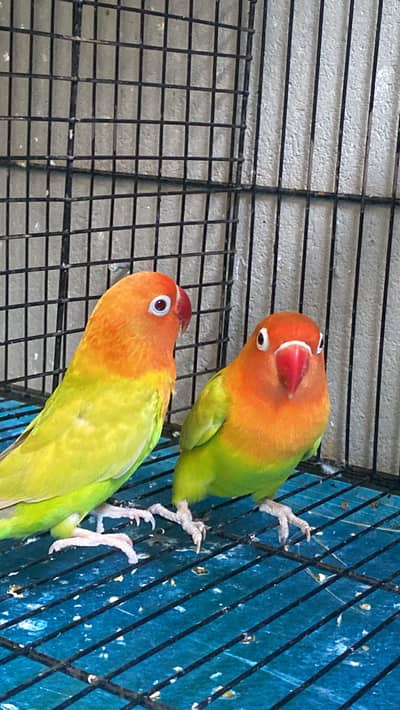 Green Opaline PF Beauty Pair