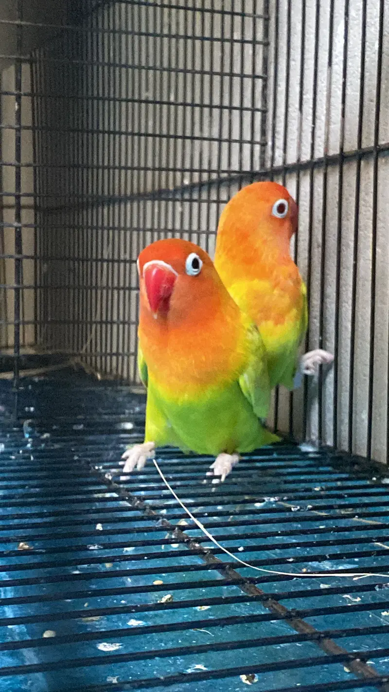 Green Opaline PF Beauty Pair — photo 2