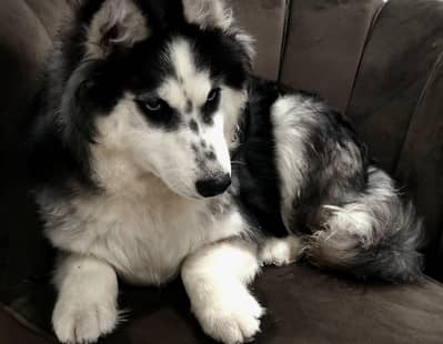 siberian husky