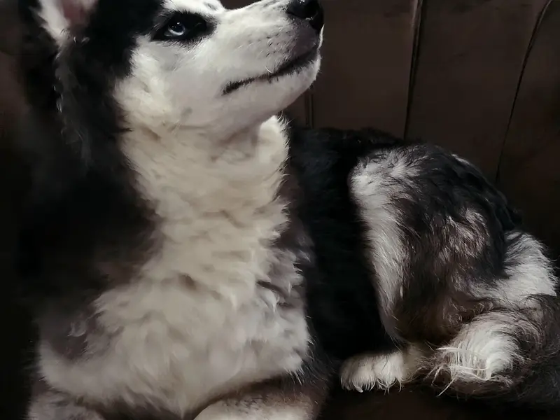 siberian husky — photo 2