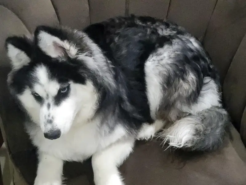 siberian husky — photo 3