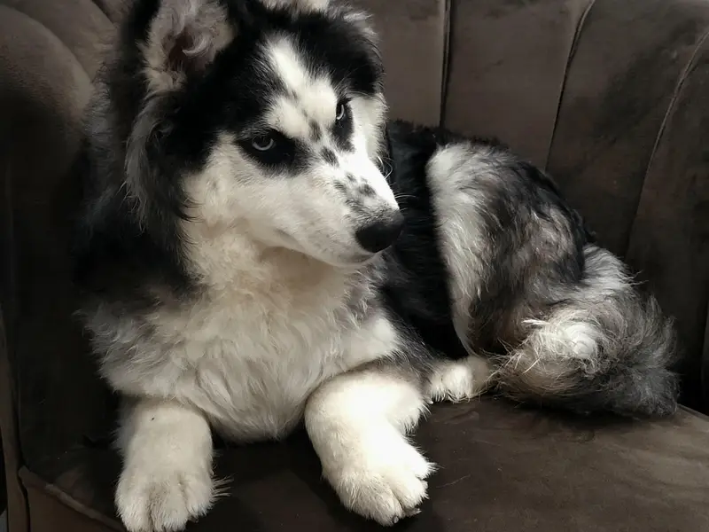 siberian husky — photo 4