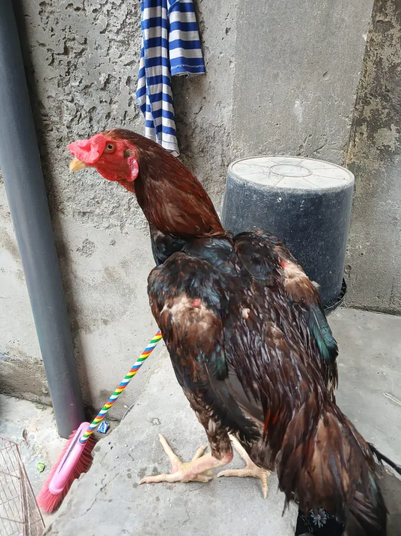 aseel hen cheeni and mianwali — photo 3