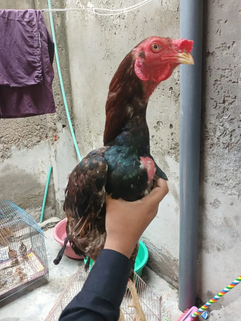 aseel hen cheeni and mianwali — photo 4