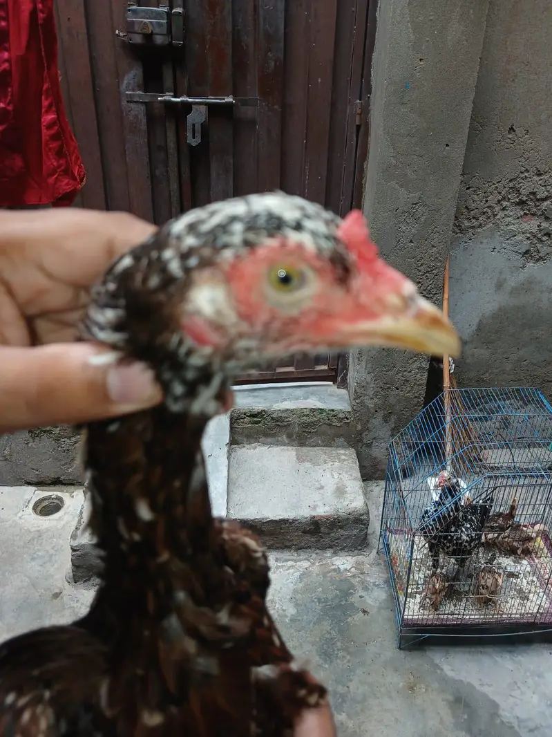 aseel hen cheeni and mianwali — photo 7