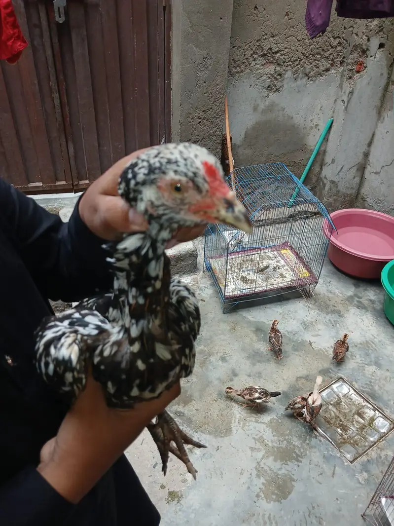 aseel hen cheeni and mianwali — photo 11