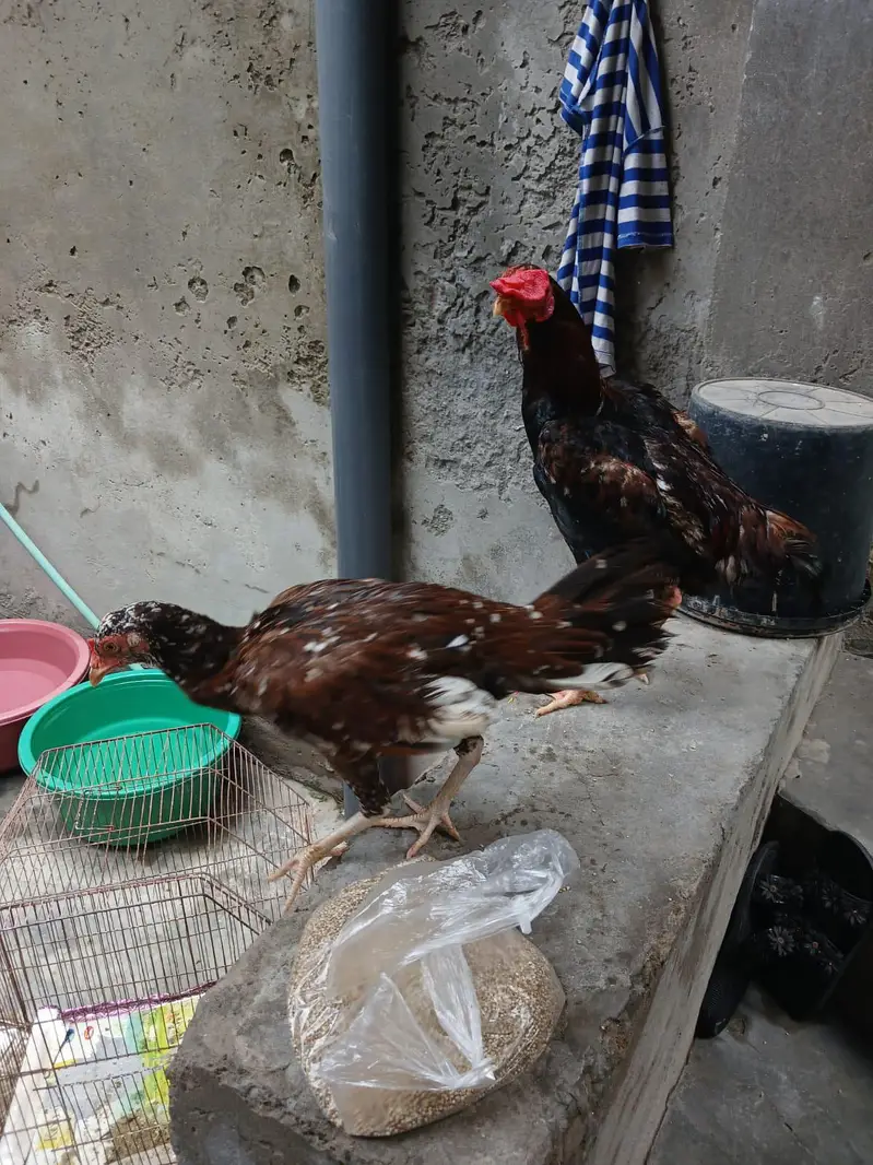 aseel hen cheeni and mianwali — photo 12