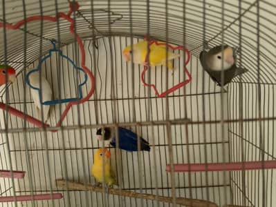 Birds With Cage