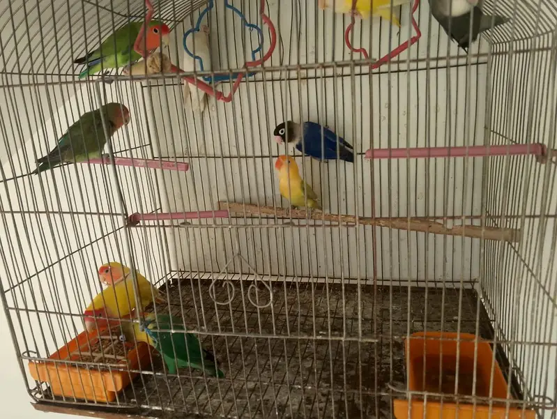 Birds With Cage — photo 2