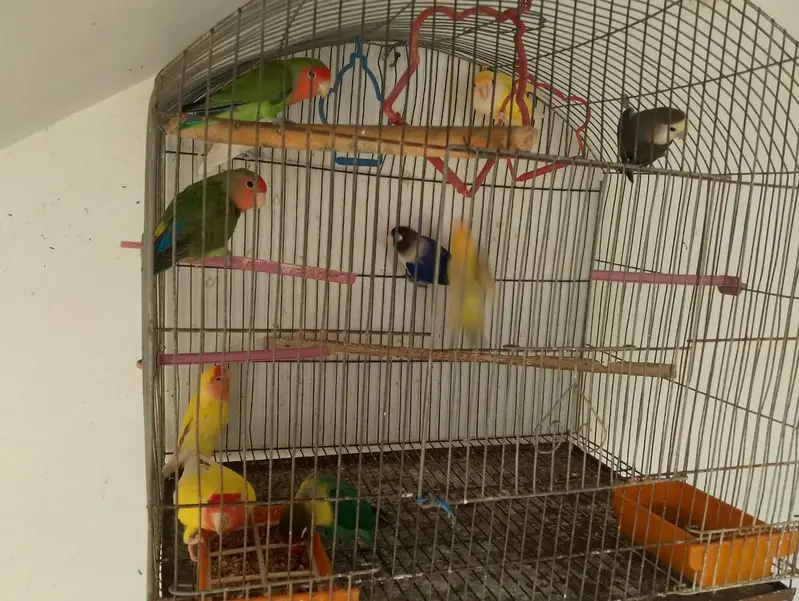 Birds With Cage — photo 3