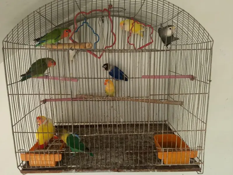 Birds With Cage — photo 4
