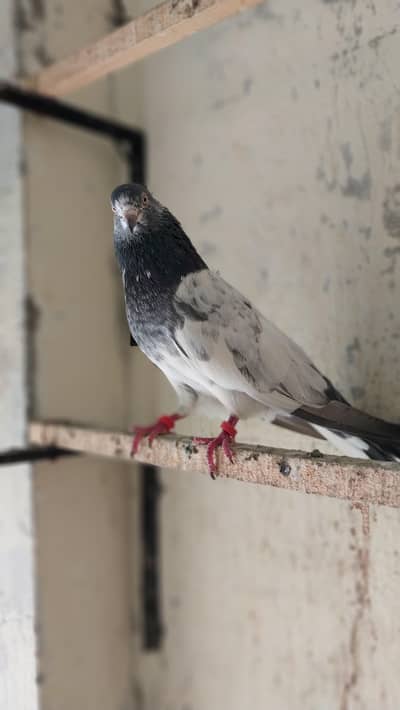 High flyer and breeder pair for sale