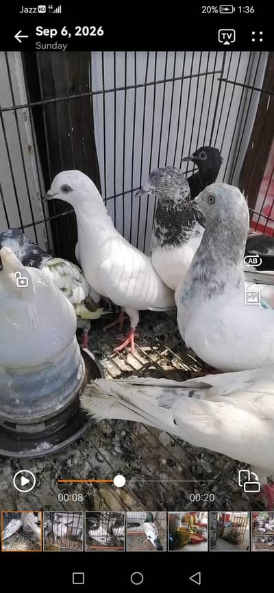 high flying pigeons for sale