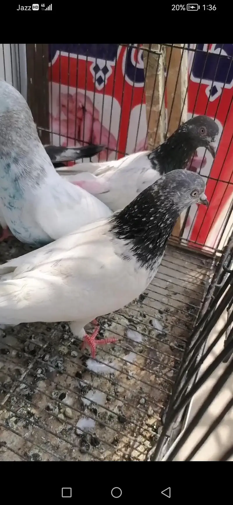 high flying pigeons for sale — photo 2