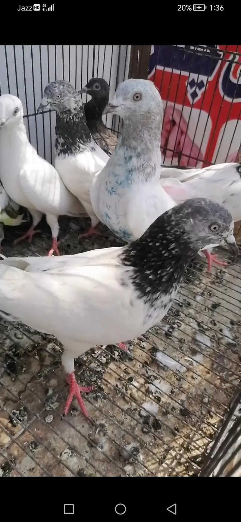 high flying pigeons for sale — photo 3