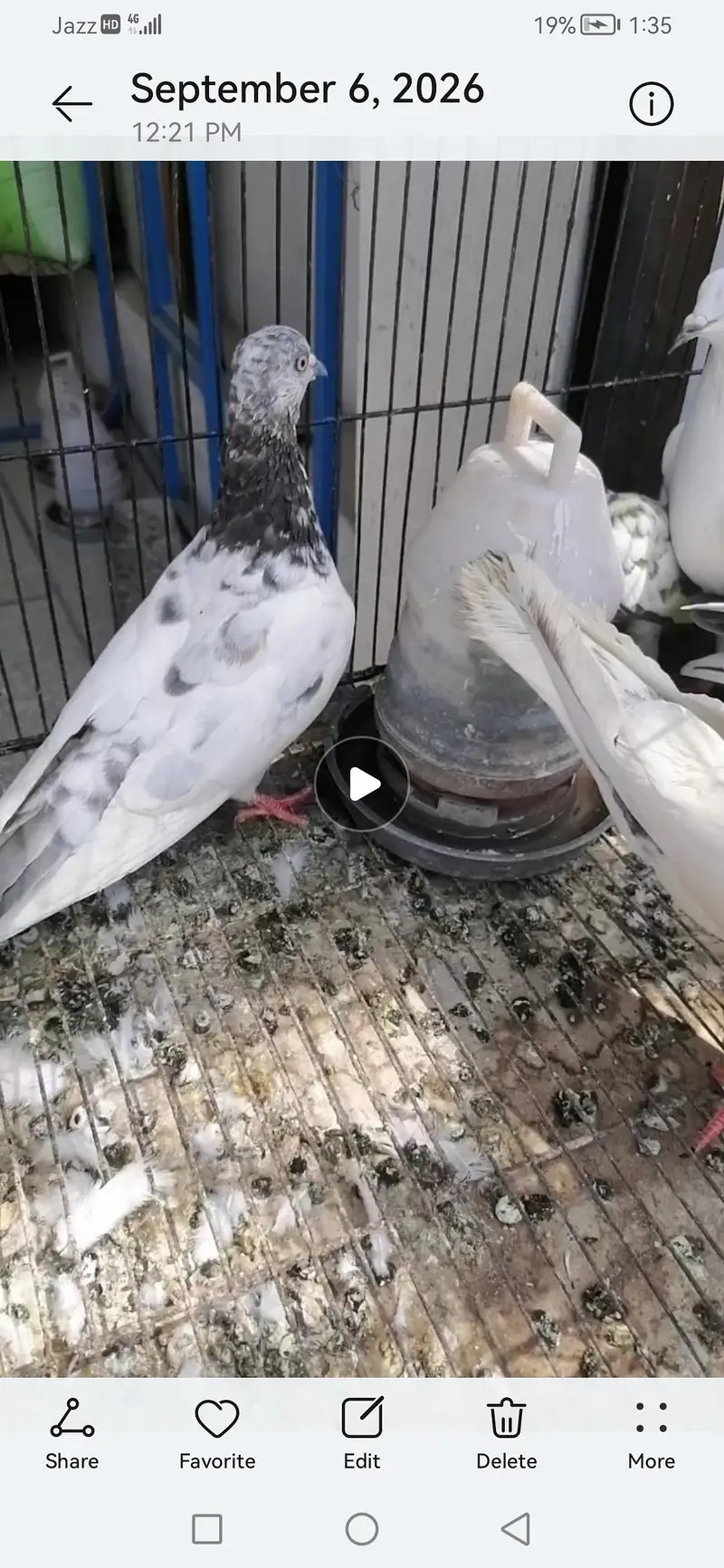 high flying pigeons for sale — photo 4