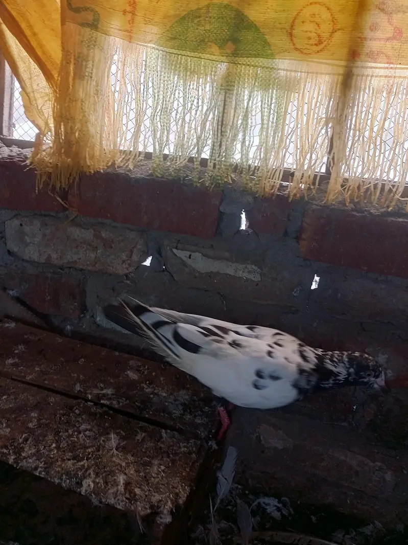kaboter — photo 5