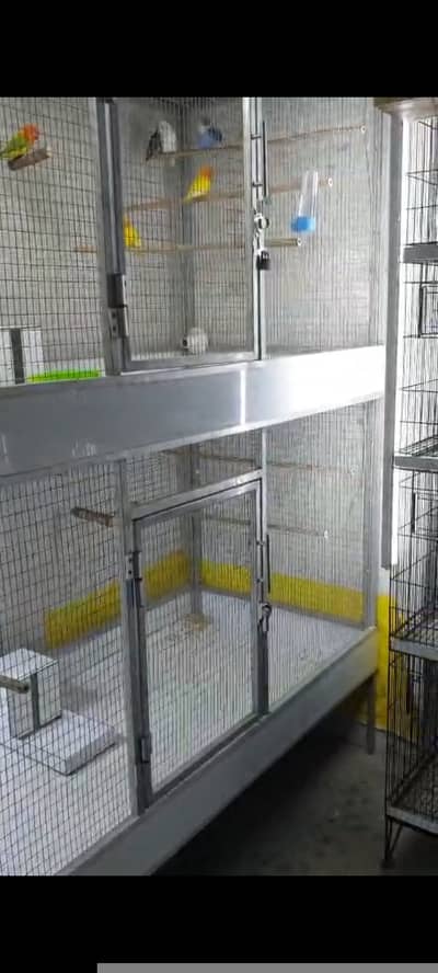 Cage birds or aseel