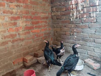 pure mushka aseel chickens