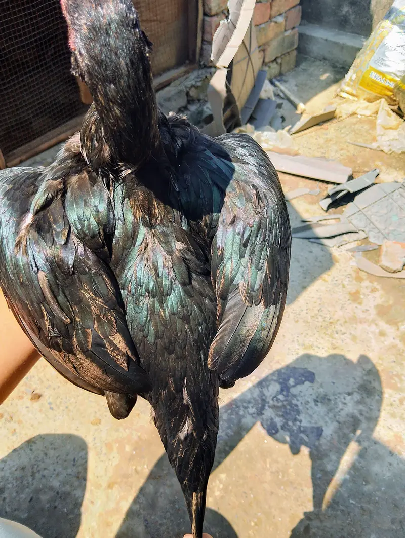 pure mushka aseel chickens — photo 2