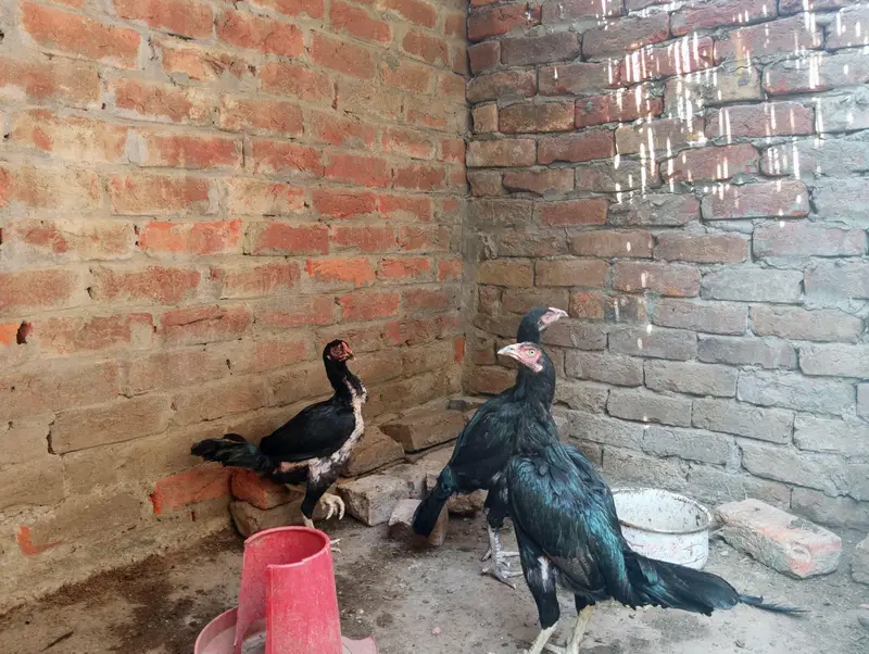 pure mushka aseel chickens — photo 4