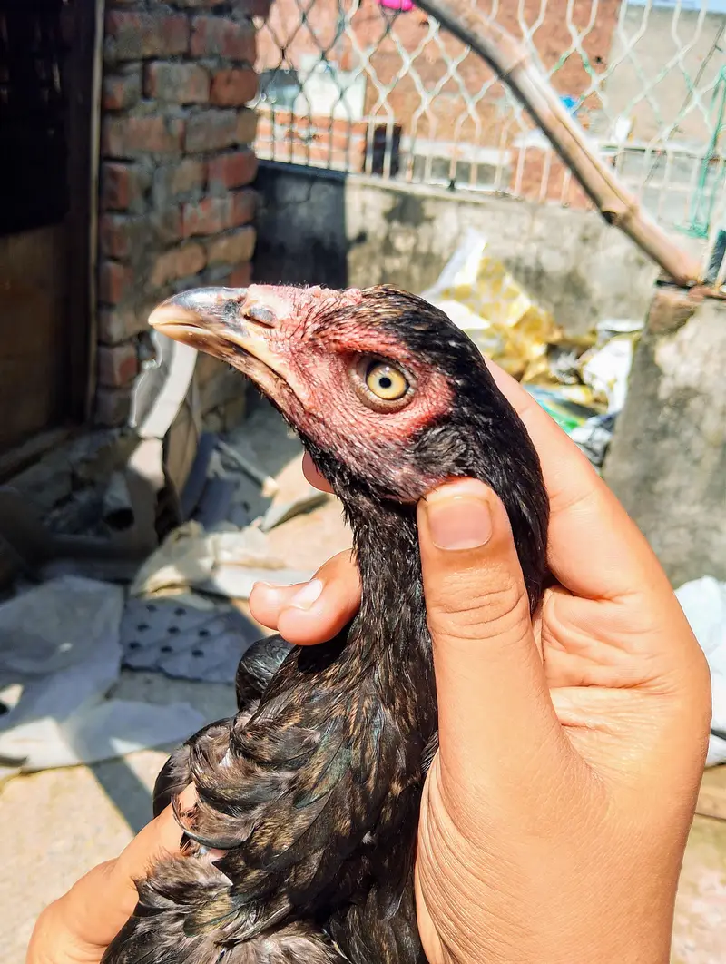 pure mushka aseel chickens — photo 7