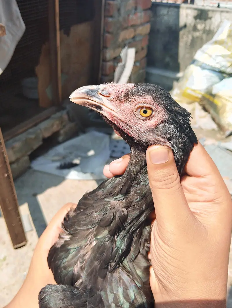pure mushka aseel chickens — photo 8