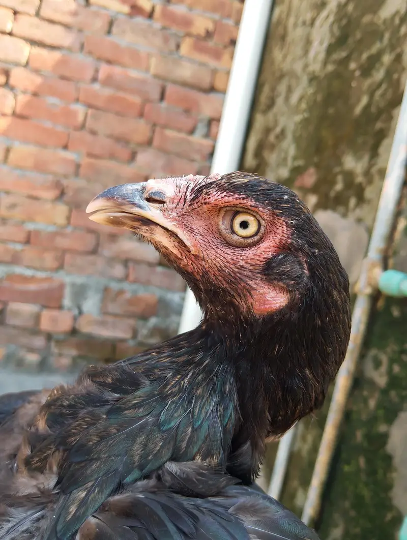 pure mushka aseel chickens — photo 9