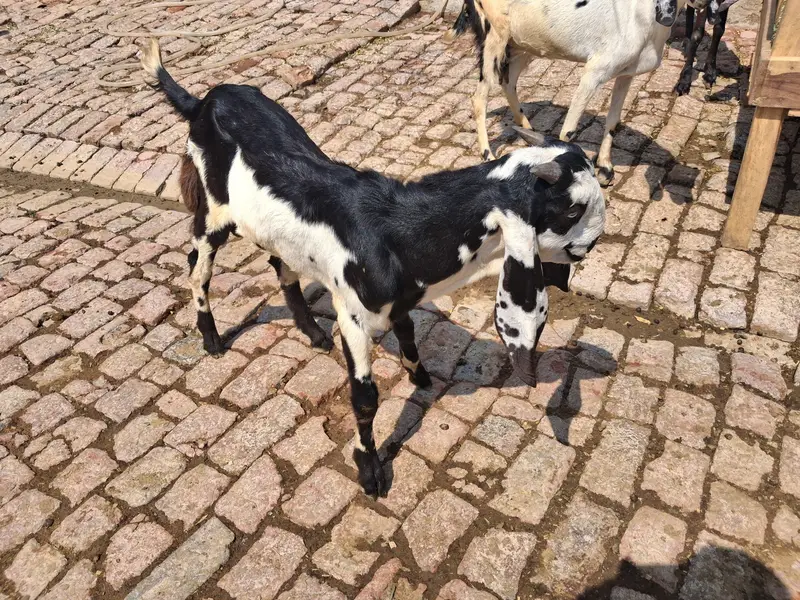 bredor bache Hain — photo 2