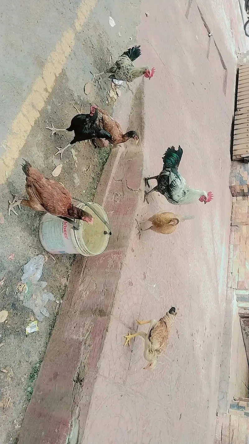 MashaAllah Full nice Hens and Cooks — photo 2
